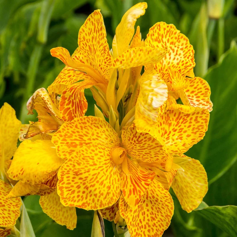 2 Canna Tropical Yellow