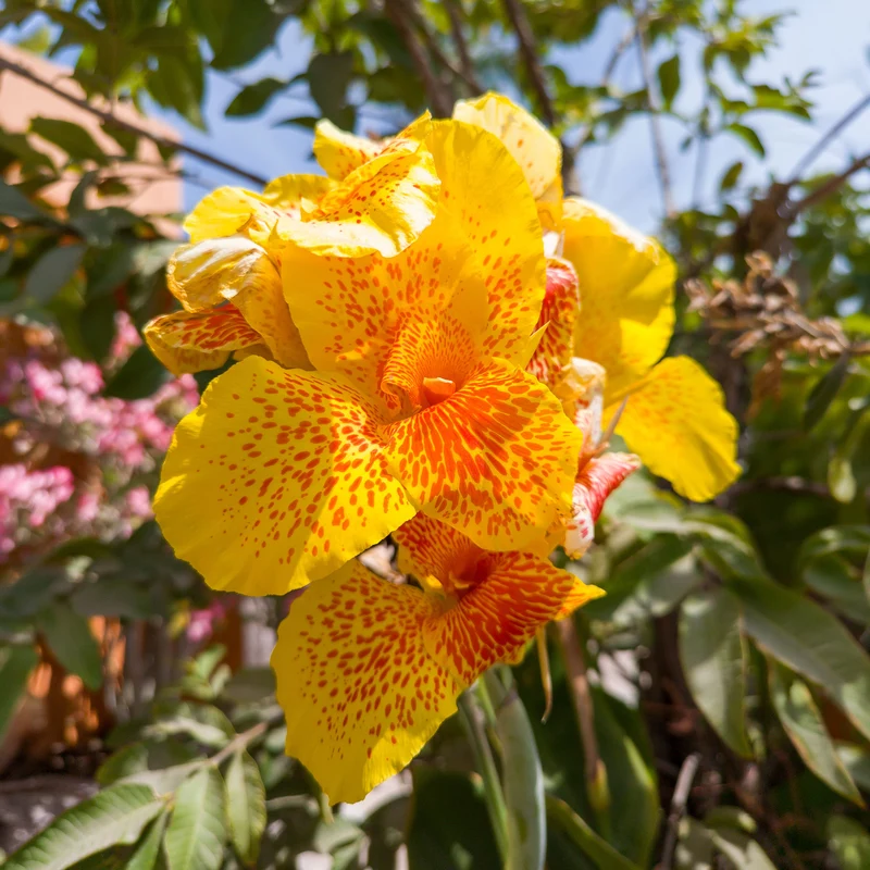 2 Canna Tropical Yellow