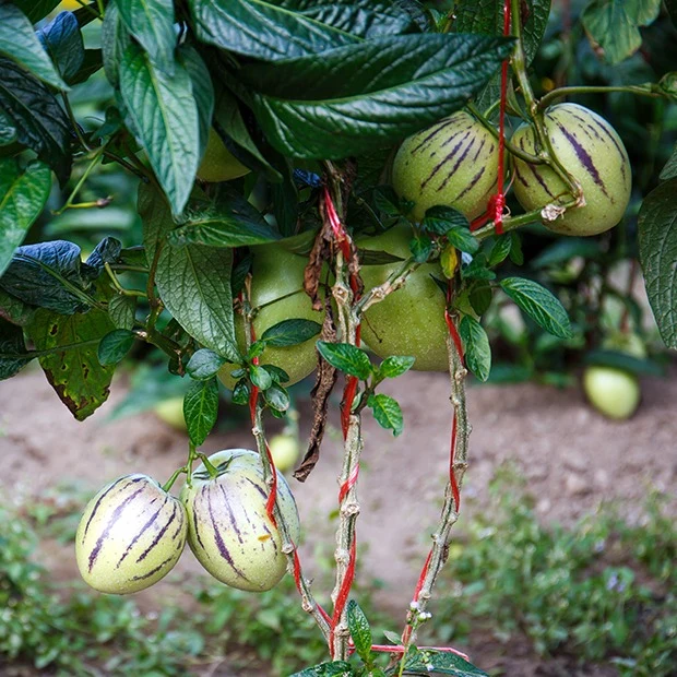 Poire-melon