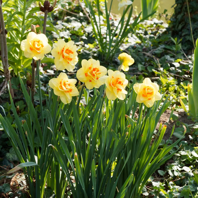 10 Narcisses à fleurs doubles Tahiti