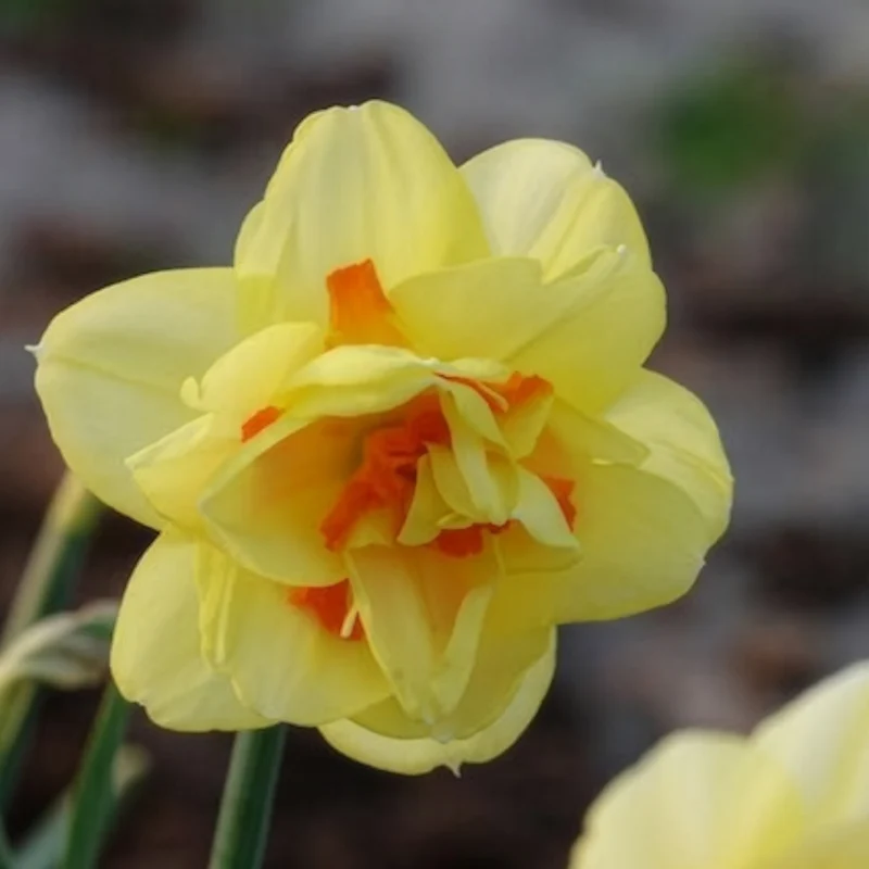 10 Narcisses à fleurs doubles Tahiti