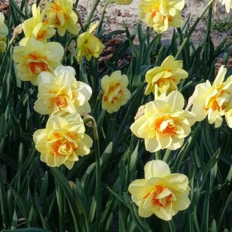 10 Narcisses à fleurs doubles Tahiti