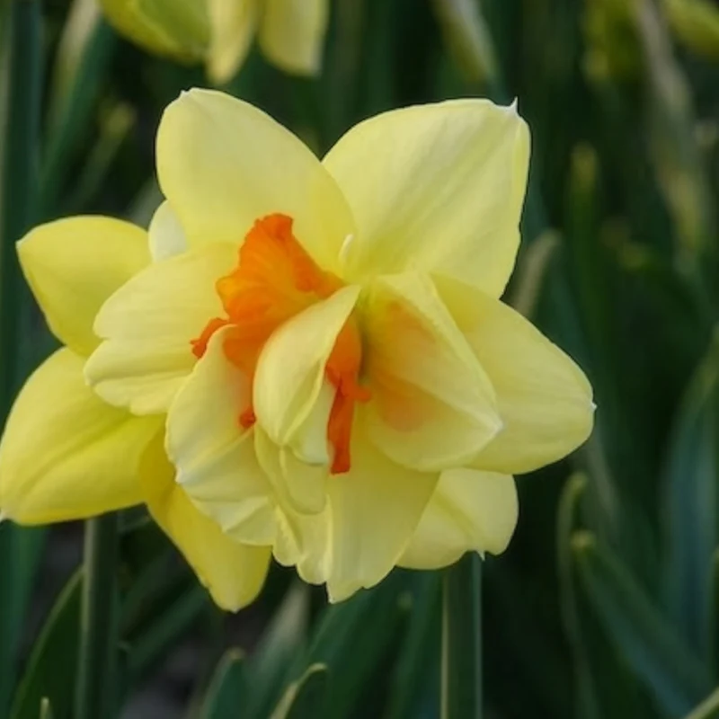 10 Narcisses à fleurs doubles Tahiti