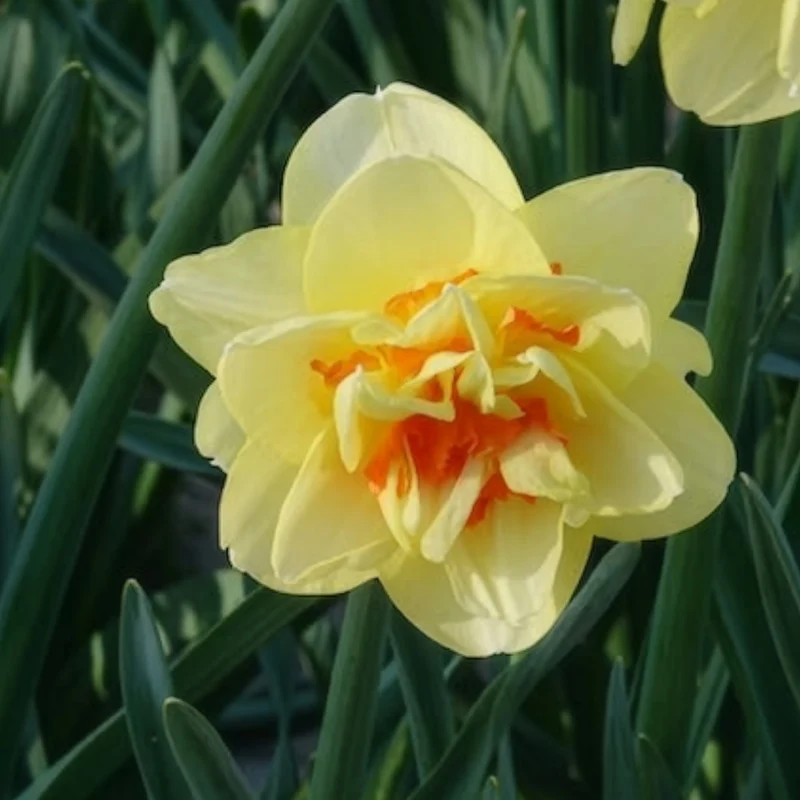 10 Narcisses à fleurs doubles Tahiti