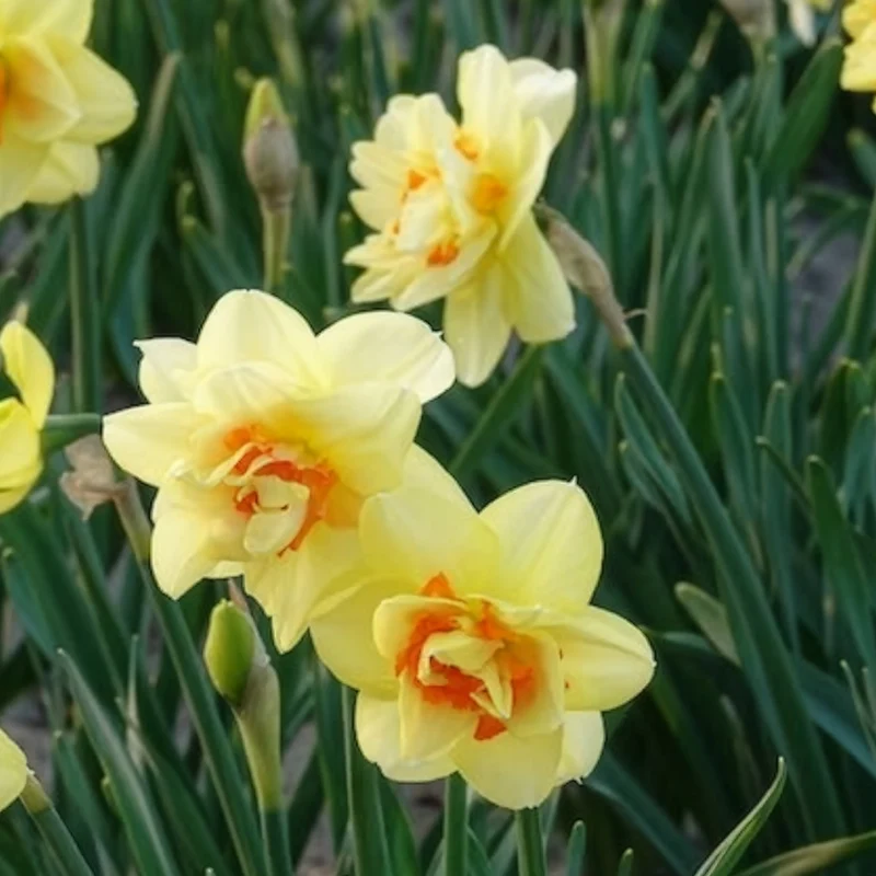 10 Narcisses à fleurs doubles Tahiti