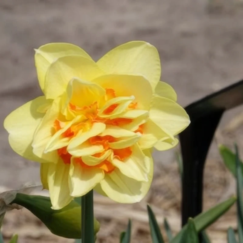 10 Narcisses à fleurs doubles Tahiti