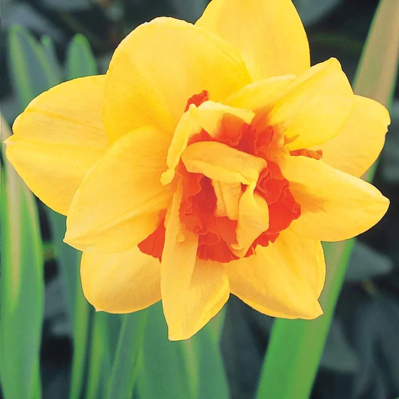 10 Narcisses à fleurs doubles Tahiti