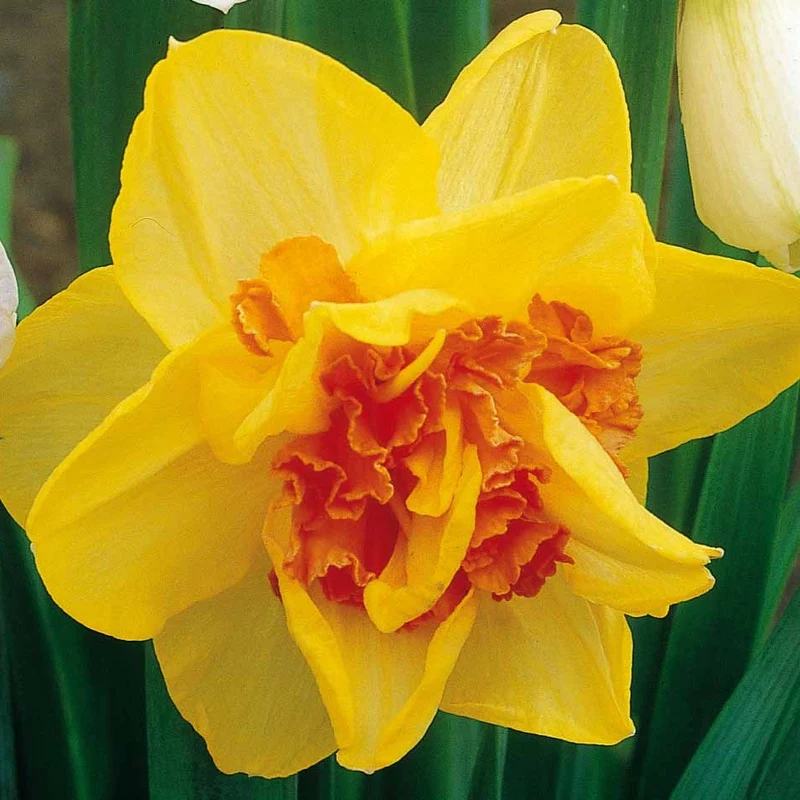 10 Narcisses à fleurs doubles Tahiti