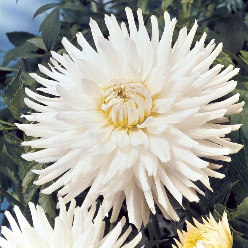 3 Dahlias cactus nain White Happiness