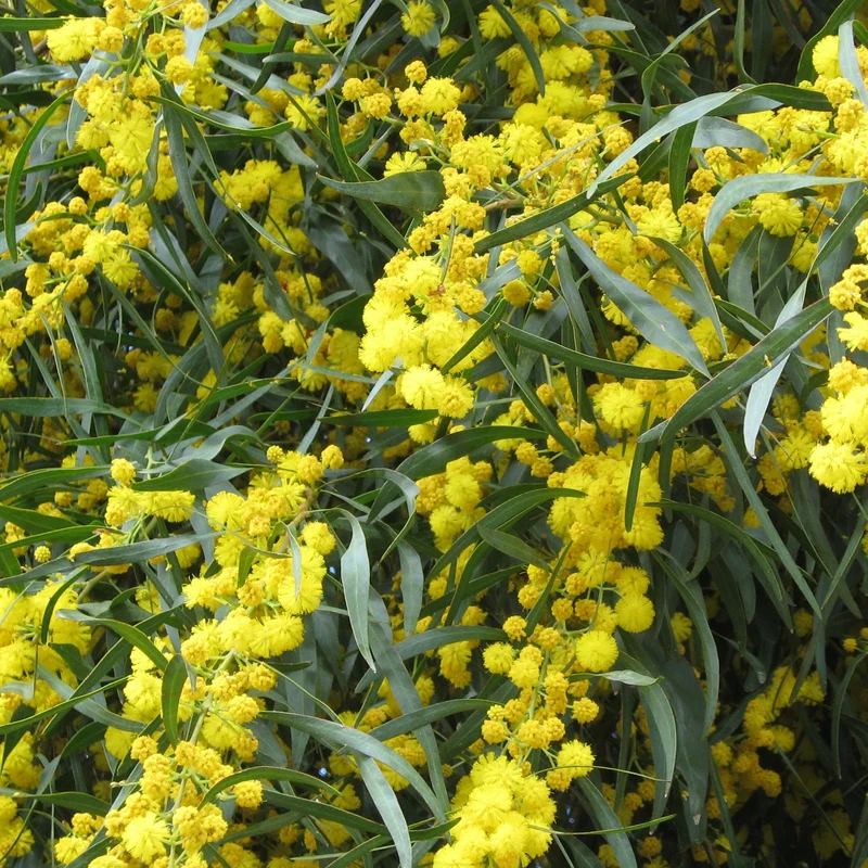 Mimosa des 4 saisons