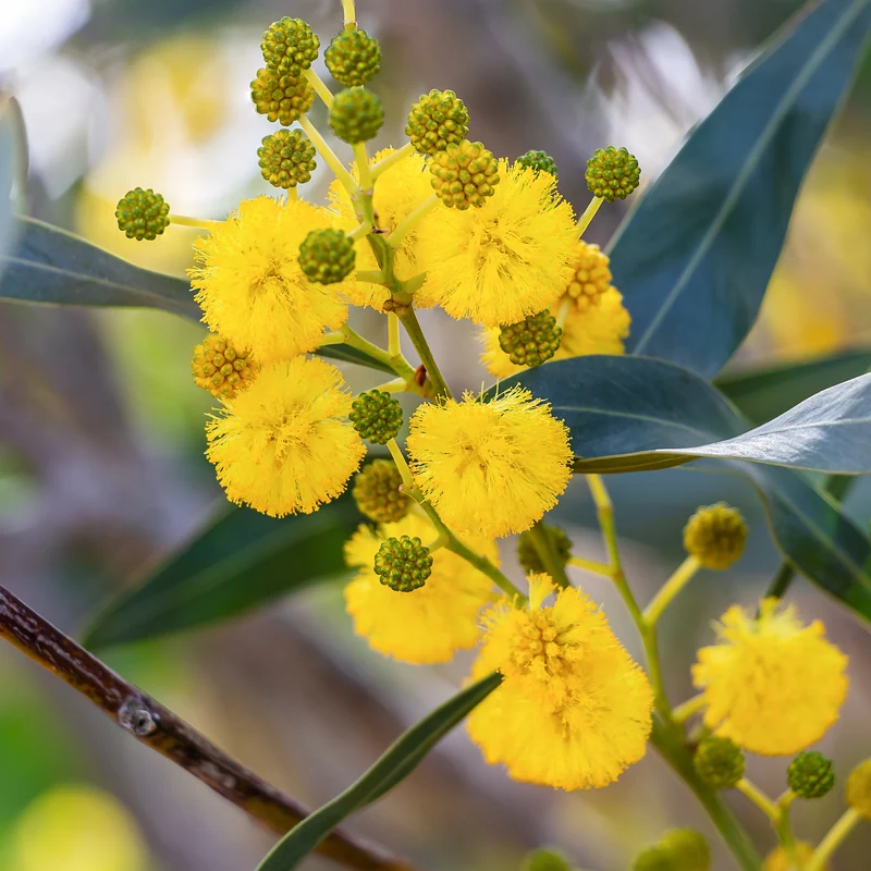 Mimosa des 4 saisons
