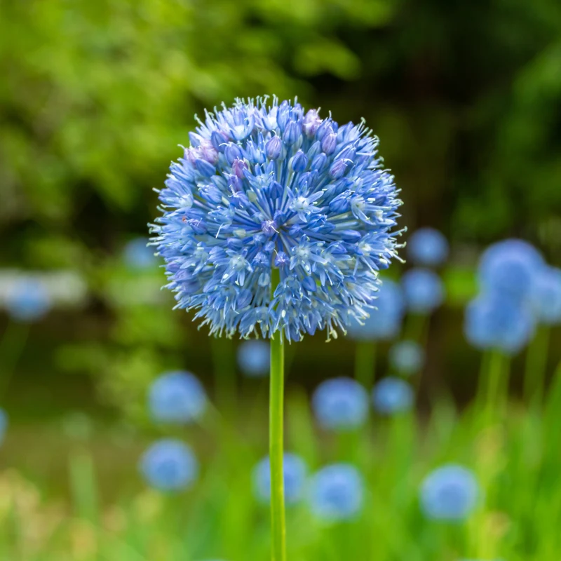 20 Alliums bleus