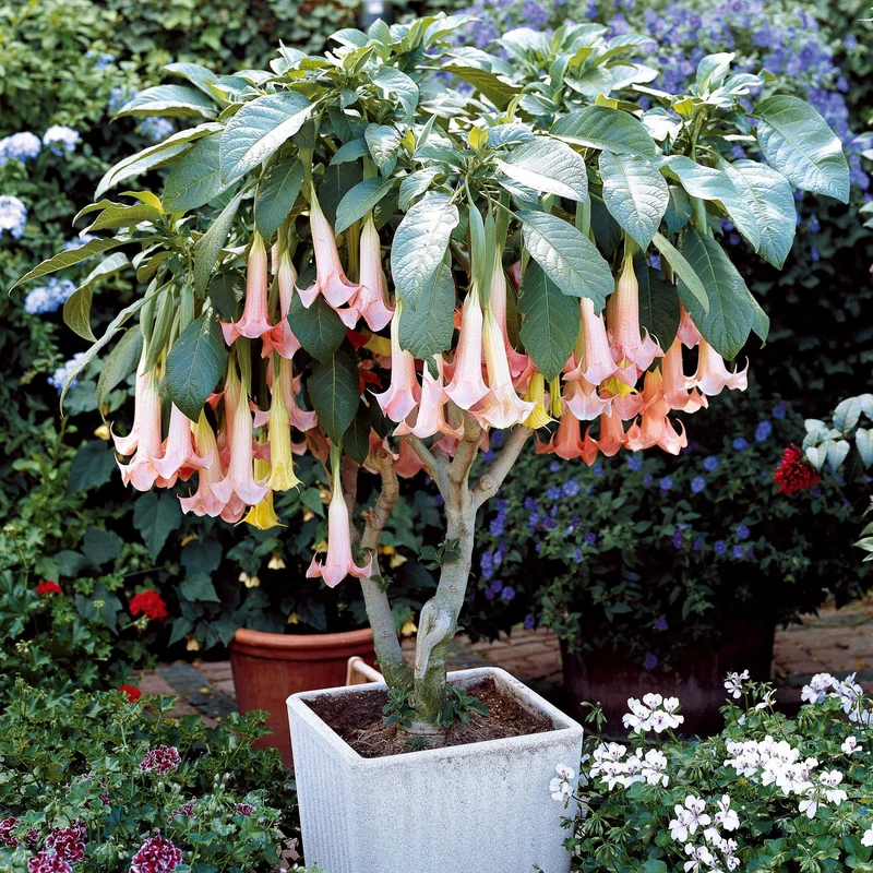 Brugmansia Exotic Pink