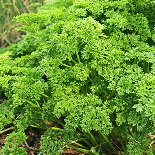 Persil Frisé vert foncé