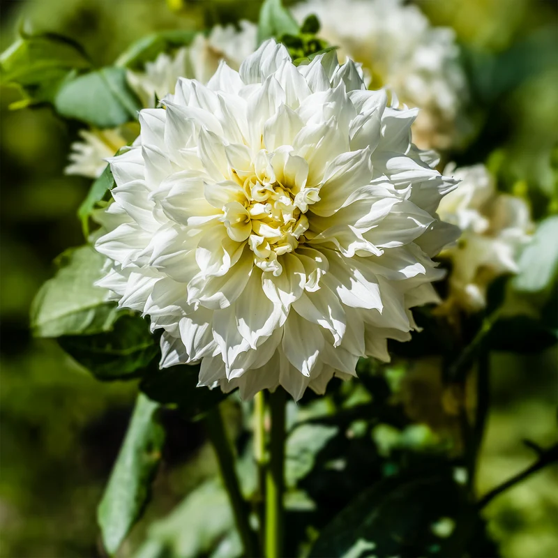 3 Dahlias géant Fleurel