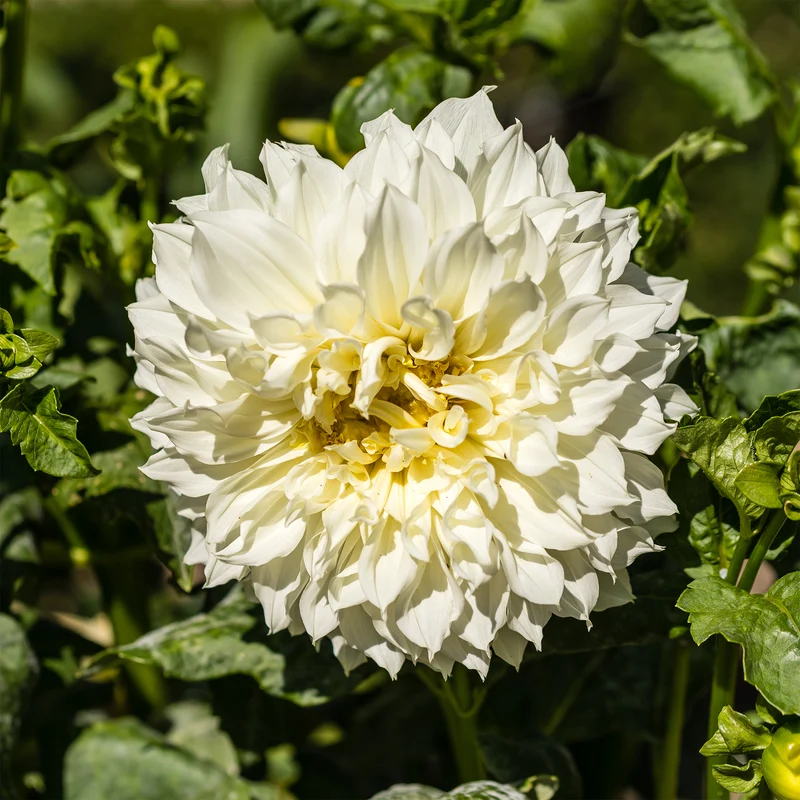 3 Dahlias géant Fleurel
