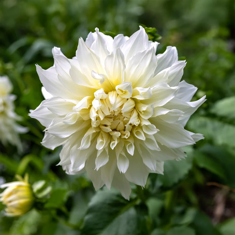 3 Dahlias géant Fleurel