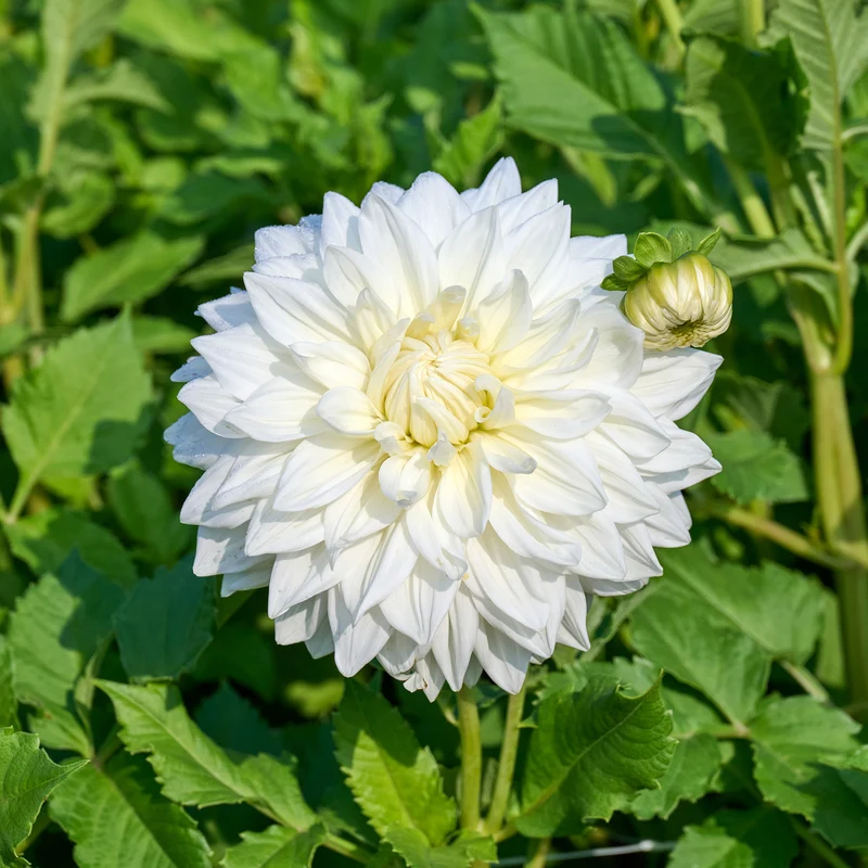 3 Dahlias géant Fleurel