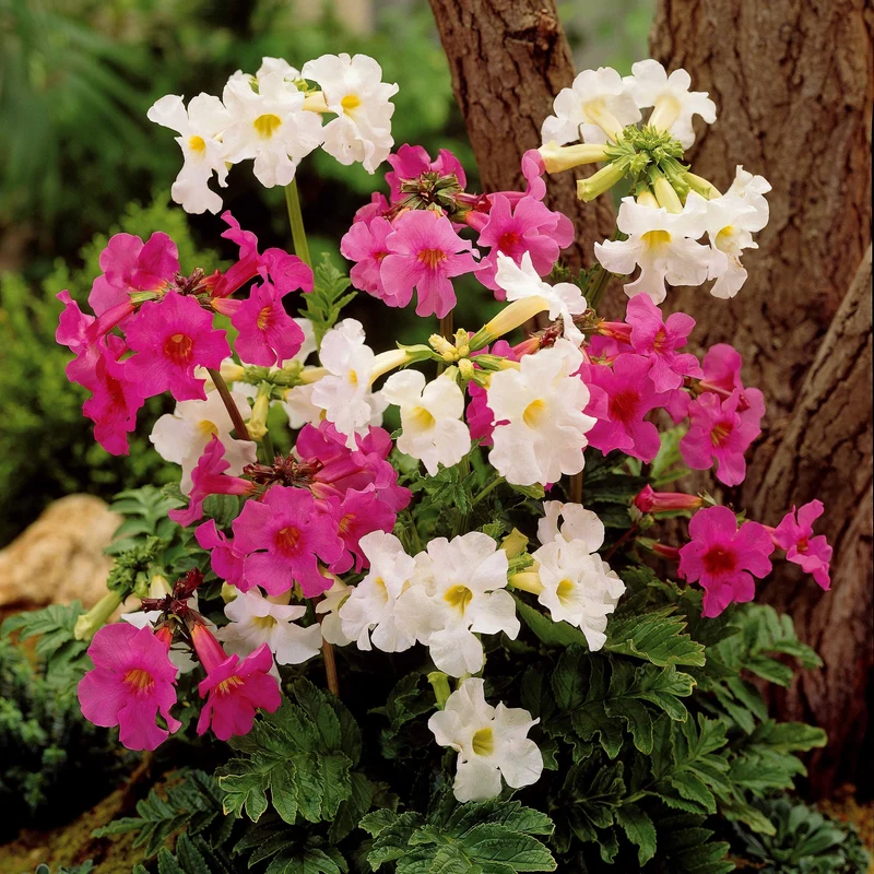 4 Terreurs des taupes blanches et roses - Incarvillea delavayi