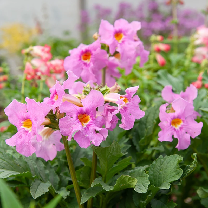 4 Terreurs des taupes blanches et roses - Incarvillea delavayi