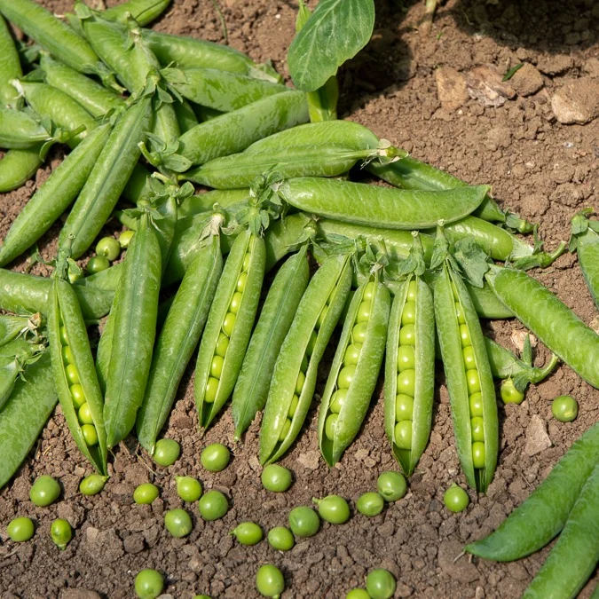 Pois ridé nain Merveille de Kelvedon