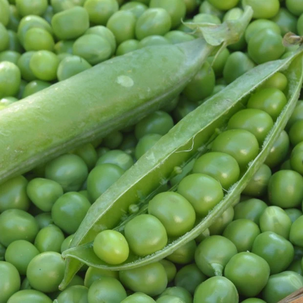 Pois ridé nain Merveille de Kelvedon