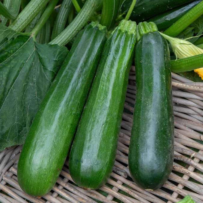 Courgette verte non coureuse des maraîchers Bio