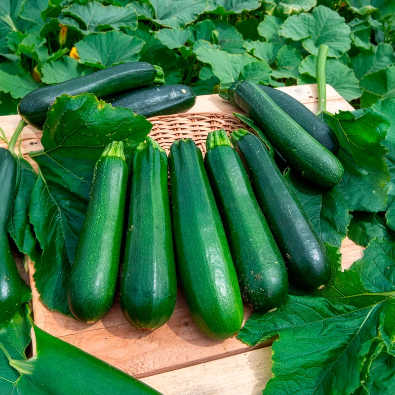 Courgette verte non coureuse des maraîchers Bio