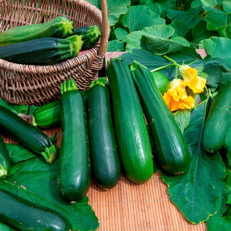 Courgette verte non coureuse des maraîchers Bio