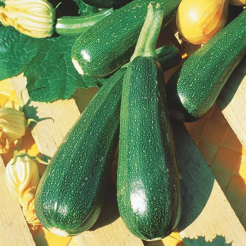 Courgette verte non coureuse des maraîchers Bio