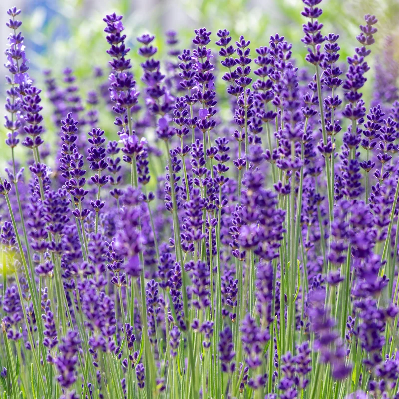 Lavande vraie Hidcote