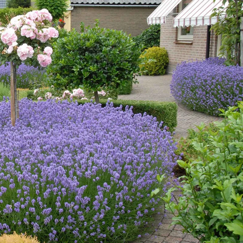 Lavande vraie Hidcote