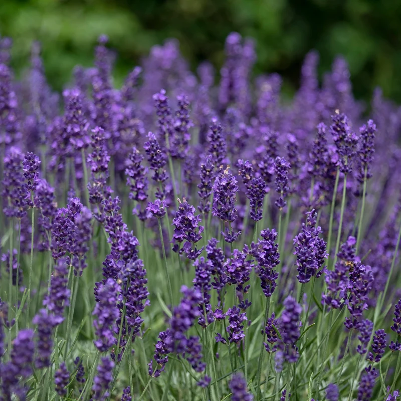Lavande vraie Hidcote