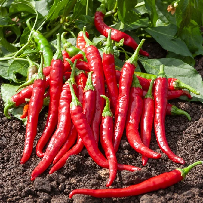 Piment de Cayenne