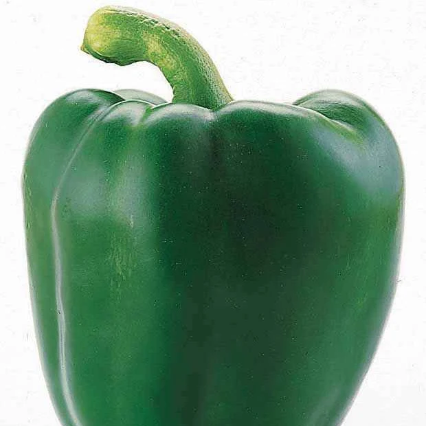 Poivron vert Lamuyo F1