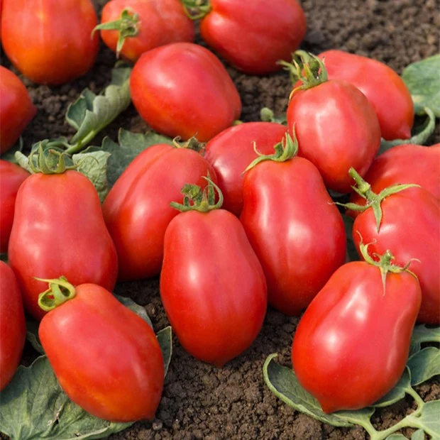 Tomate Roma VF