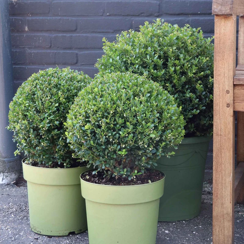 Houx crénelé boule Dark Green®