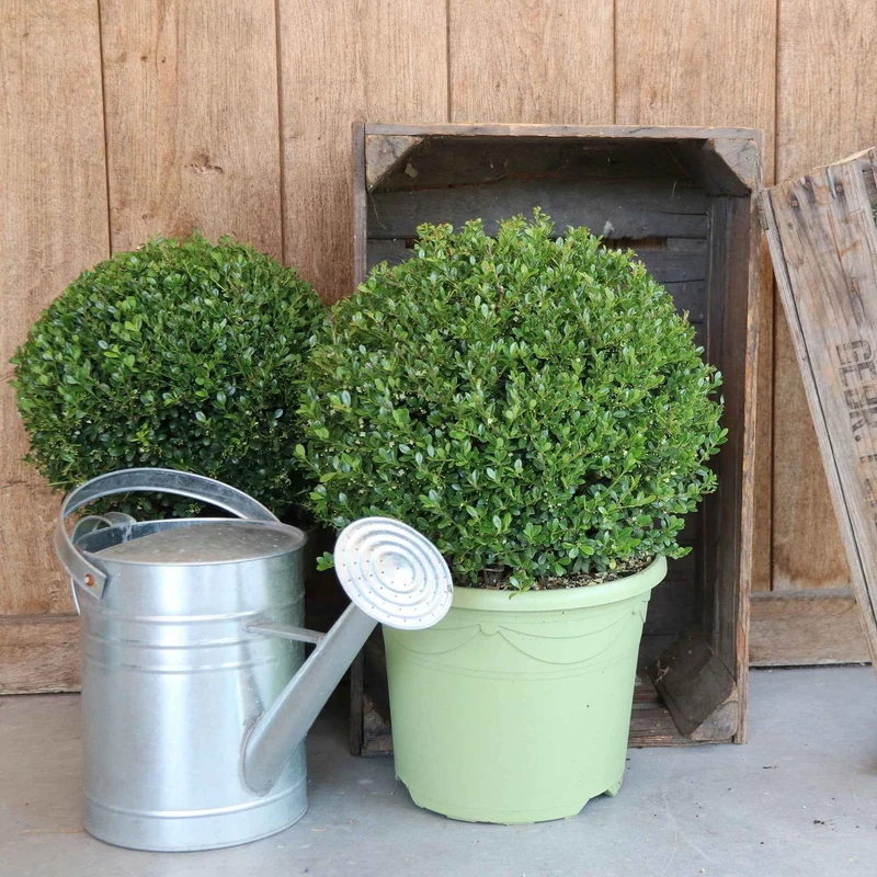 Houx crénelé boule Dark Green®