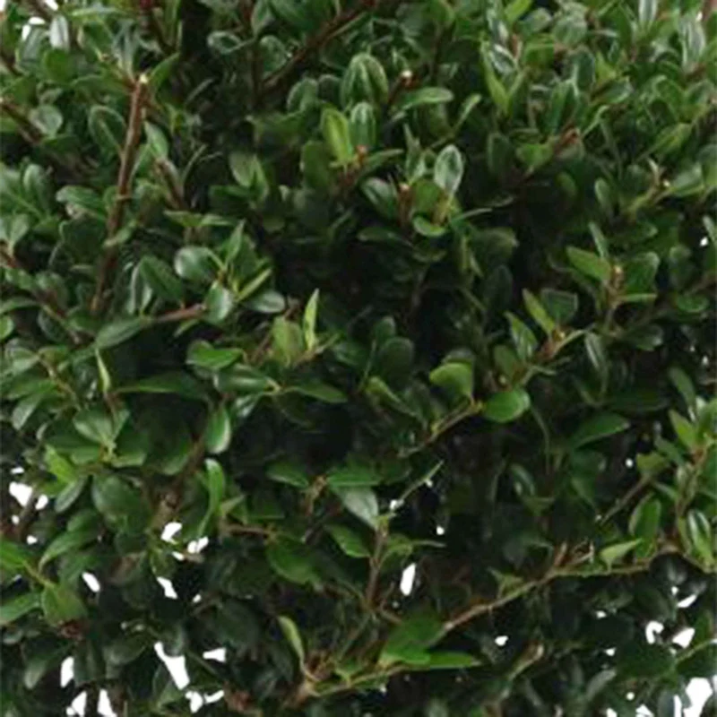 Houx crénelé boule Dark Green®