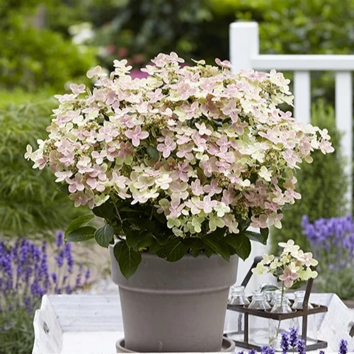 Hortensia paniculé Polestar