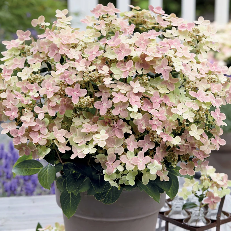 Hortensia paniculé Polestar