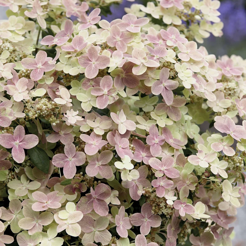 Hortensia paniculé Polestar