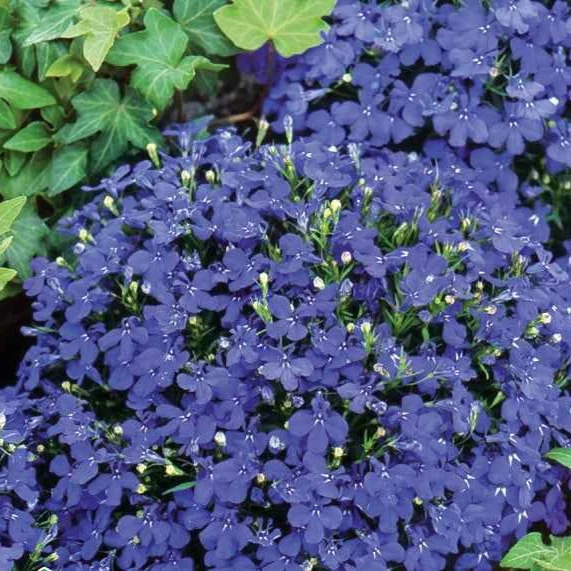 Lobelia Emperor William