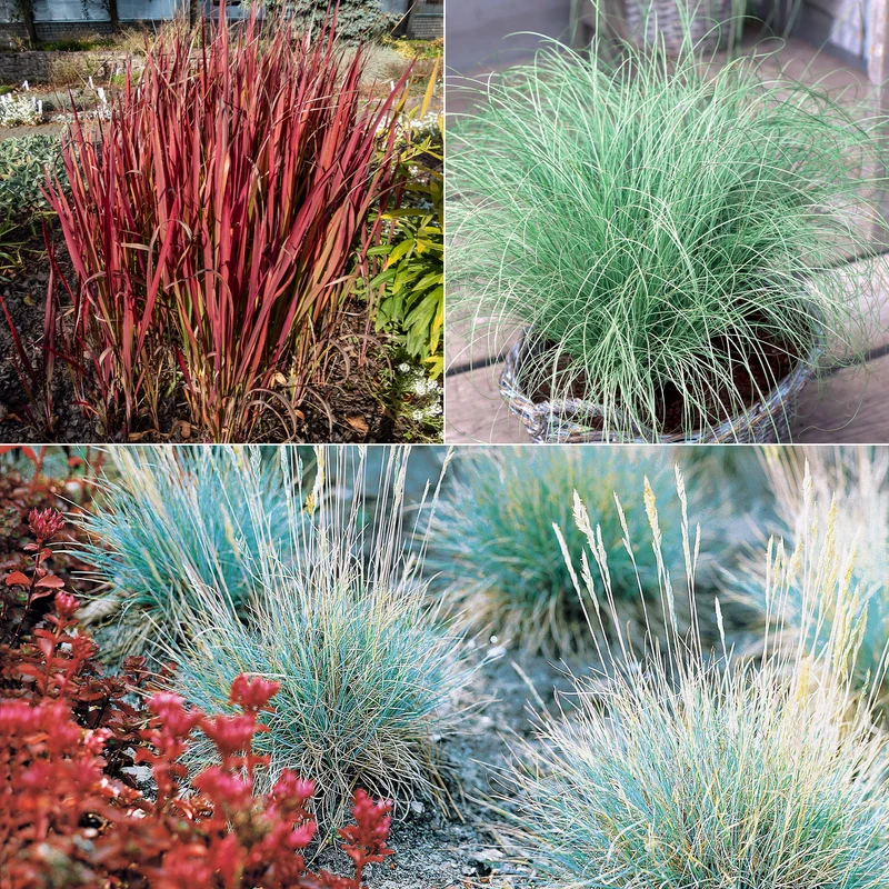 3 Graminées colorées en mélange
