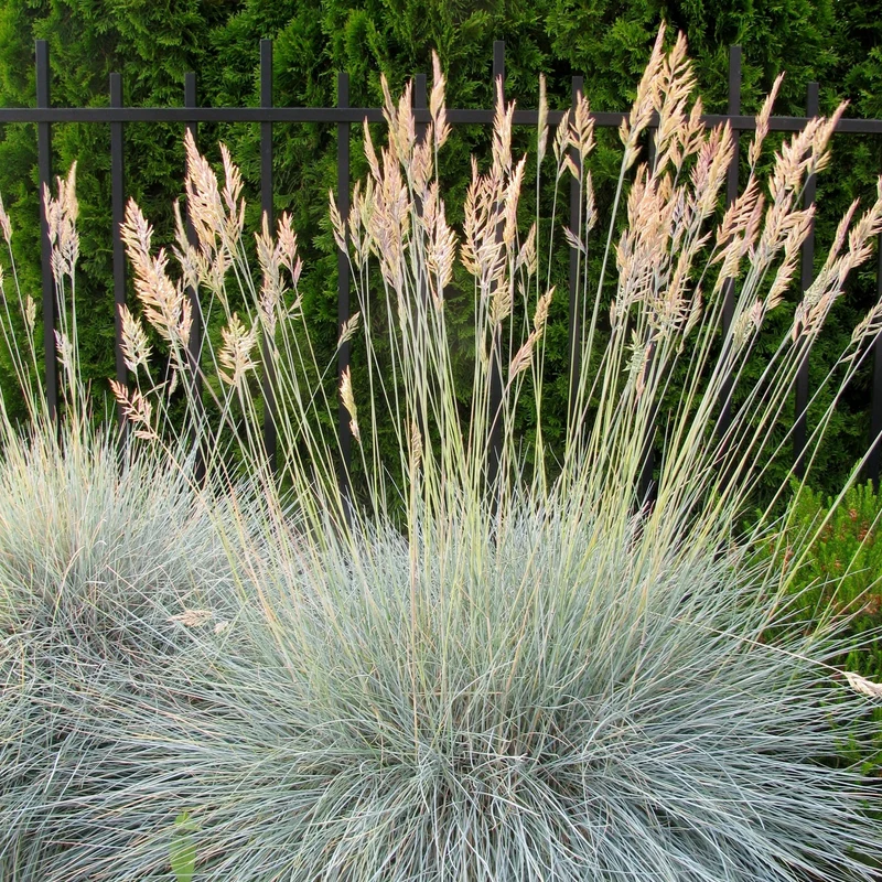 3 Graminées colorées en mélange