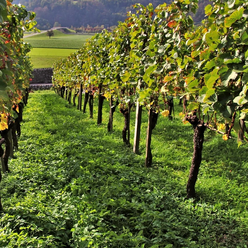 Collection de 3 Viticoles : Vitis vinifera Pinot, Merlot, Chardonnay