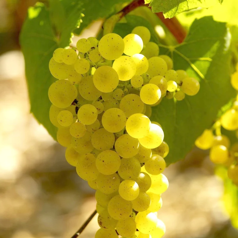 Collection de 3 Viticoles : Vitis vinifera Pinot, Merlot, Chardonnay