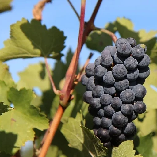 Collection de 3 Viticoles : Vitis vinifera Pinot, Merlot, Chardonnay