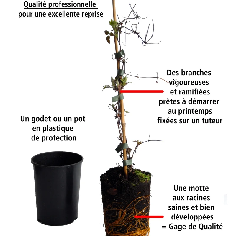 Collection de Bignone et Chèvrefeuille
