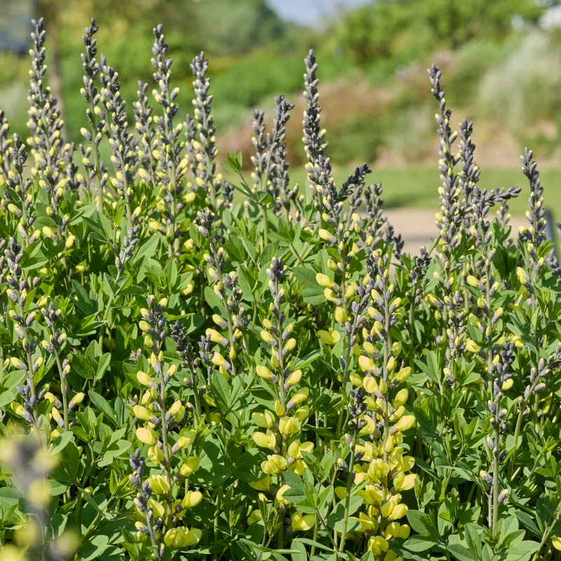 Lupin indigo Vanilla Cream